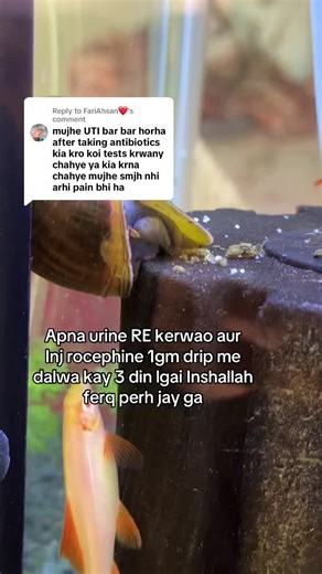 How to Improve Urine Flow with Dr. Omer Habib