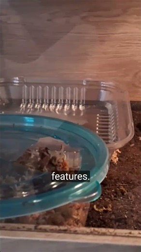 🏡 Ball Python Enclosure Tour | My Snake’s Setup & Habitat