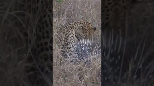 Leopard attacks porcupine in dramatic fierce clash