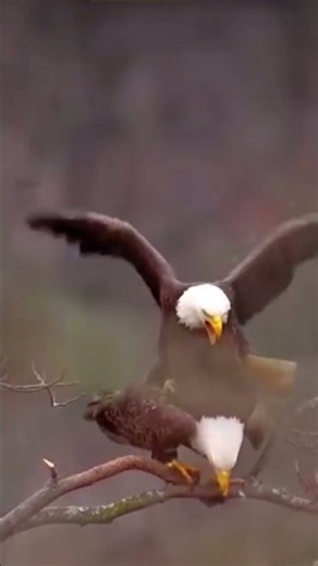 The Sky’s Legacy — Eagles Mating Ritual