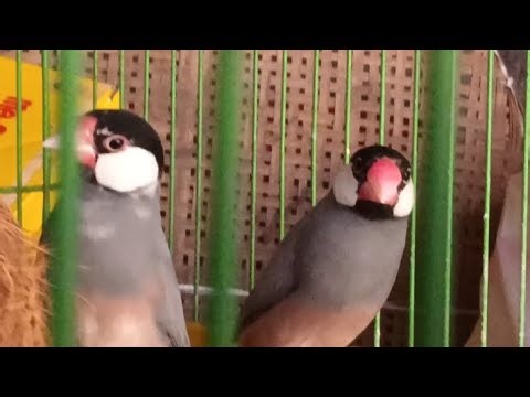 Java rice birds. Cute birds.