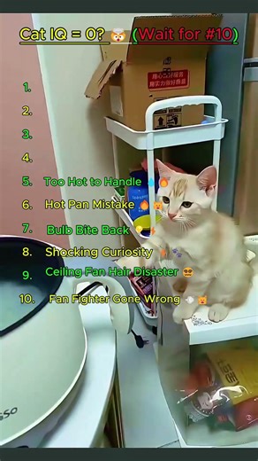 10 Dumbest Cat Moments Ever 😂🐱 (Wait For #10!) #shorts #cat