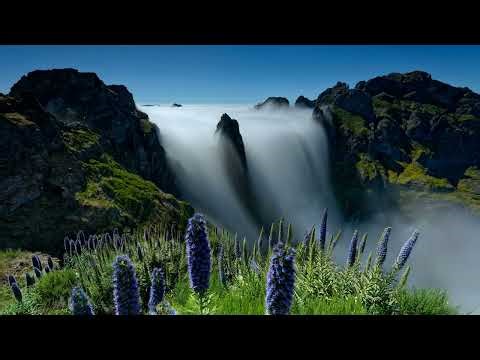 Psychology Chapter 3: The Algorithm of Control Audiobook Thriller