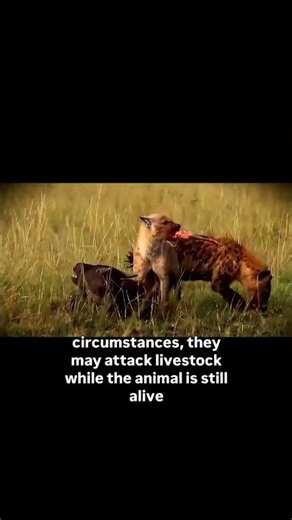 Hyenas Attack a Living Cow in a Terrifying Fight for Survival