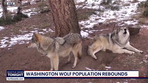 Washington wolf population reaches record high