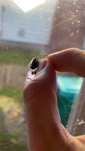 Feeding My Spider Buddy || ViralHog