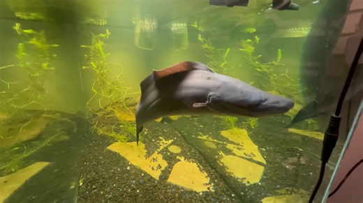 They thought it was just a pond… Until prehistoric fish started attacking, caught on camera