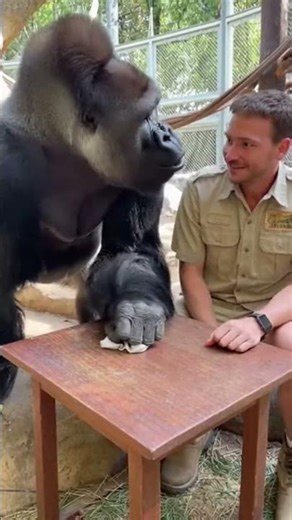 Gorilla's Reaction to Magic Trick is PRICELESS! 🦍😲