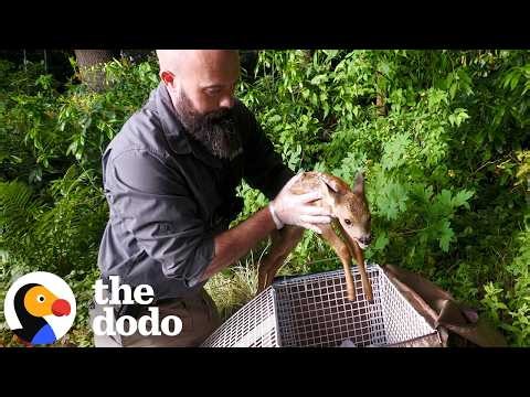 Worried Mom Watches Rescuers Rush To Help Her Sick Baby Deer | The Dodo