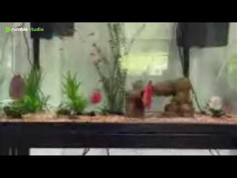 Talking Discus Fish today and other surprises