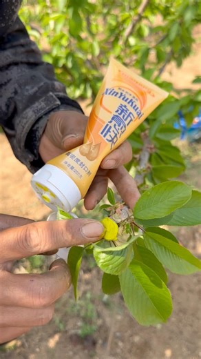 Bend Your Cherry Tree Branches – Watch the Magic 🍒#satisfying #pruning #farming #shorts