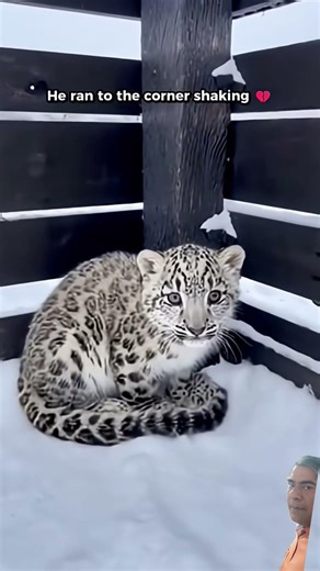 Snow Leopard Drinks Milk from Sheep | Rare Wildlife Moment | Save Wildlife