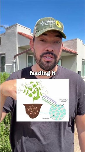 I thought beans fertilized my garden...