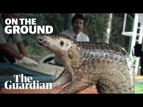 How Chinese tourism fuels animal trafficking | On the Ground