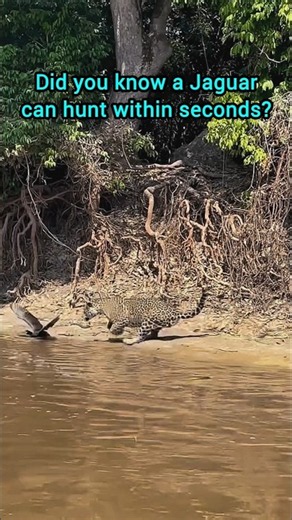 Jaguar vs. Wild Ducks: You Won't Believe This Ambush! 🐆 vs 🦆 #shocking #hunting