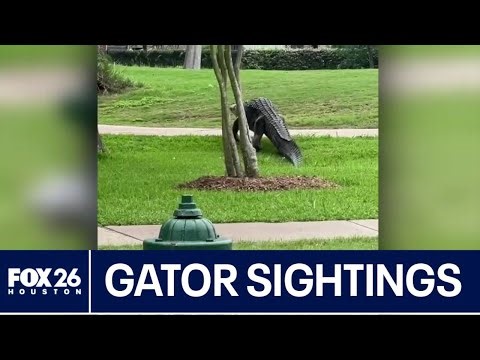 Gator sightings increasing in the Houston area