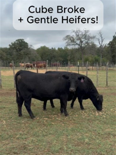 If you’re looking for a good set of Angus heifers that are bred to low birth weight Angus bulls, and gentle as you’d ever want, take a look at these! 20  head of Angus heifers bred to low birth weight Angus bulls. These cattle came off two different ranches and are not from the sale barn. They’ll average around 1,000 lbs, they’re cube broke, and they are about as gentle as you could ask for. These girls are bred to start calving in March, with a nice 60–75 day calving window. And remember, the c