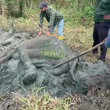 Baby elephant fell into the mud | Elephant | Animals | Wildlife | Nature #elephant #animals #wild