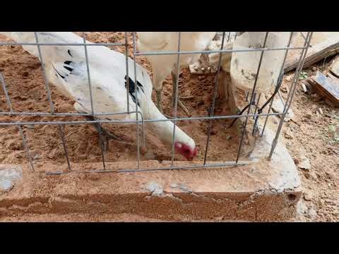 Daily Feeding Routine for My White Game Hens