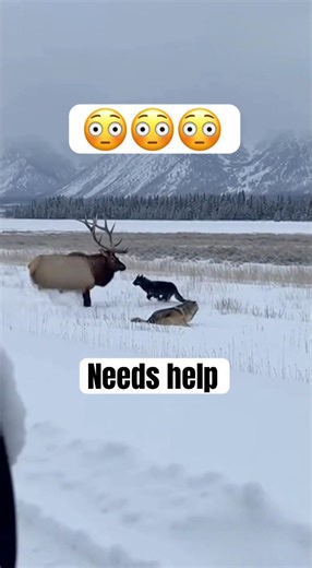 Two Wolves Attack Elk Caught on Camera#shorts