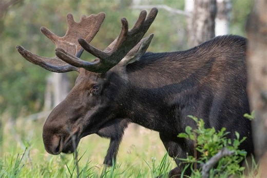 Moose Attacks Woman and Dog at Anchorage Park