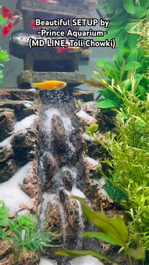 ❤️ #arowana #aquarium #fishkeeping #aquascape #viral #fishshorts #trending #catfish #breeding #og