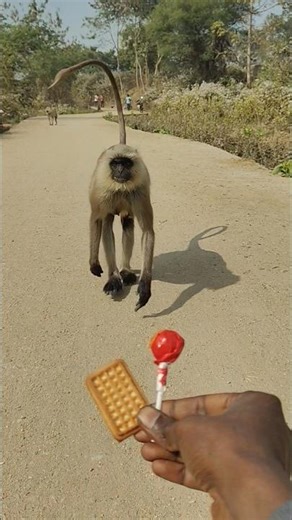 “A Langur Runs from the Road and Takes a Biscuit from My Hand 🐒🍪”