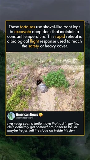 HOW TORTOISES ESCAPE PREDATORS