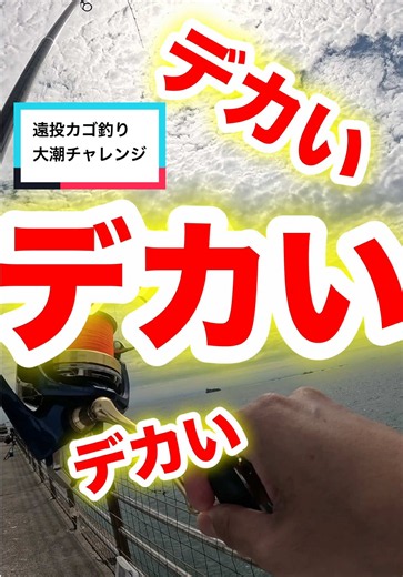 2026年9月25日（金） #遠投カゴ釣り の記録 鯛調査のために出動‼️ 朝マヅメはルアーで青物が多かったみたいなので 期待してましたが激渋💦 焦る焦る😓 数は少ないですが お隣さんが良いサイズの鯛を上げてました🎣 さらに焦る😓 帰宅時間が迫るなか ようやく11時くらいにウキスポ🔥 ドーパミンやばい🤪 イイヒキ‼️ 鯛じゃないのはすぐわかりました笑 楽しませてもらいました💃 ハマチ/49cm エサ/シラサエビ 大潮/水温26.3℃/やや左流れ @【シマノ】 SHIMANO FISHING公式 竿/ブルズアイ リール/ブルズアイ #釣り#釣り動画 #カゴ釣り