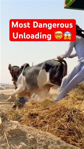Northern Bypass Karachi Cow Mandi 2026❤️Multan Mandi❤️Bakra Eid #shorts #cow #cowvideos #bull #viral