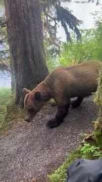 Hikers Stay Calm During Close Encounter With Grizzly Bear in Alaska