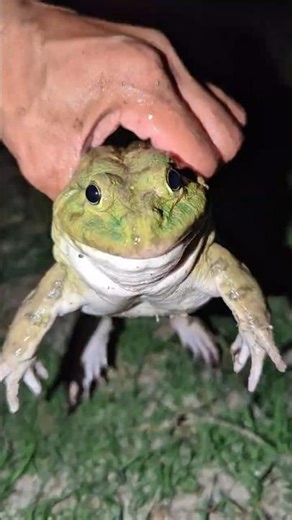 Catch the big funny frogs | Laughter of famous frogs | Frog Laughter Video