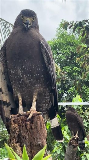 #Hawk #Eagle #Owl #Wildlife #Animal #EagleHawkOwl hawk vs snake, Owl vs snake fight, Eagle Vs Snake,