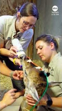 'Miracle' giraffe birth described as first of its kind