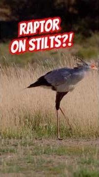 Raptor on stilts?! Meet the secretary bird. #raptor #savanna #naturepbs #wildlife #stem