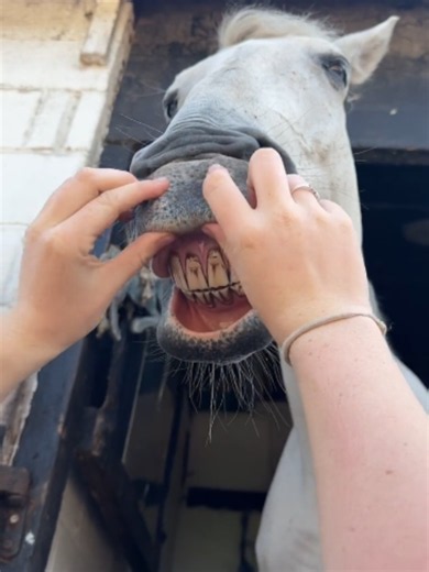 @horsevideotiktok ✨ Top viral horse moments 🐎 Credits: @equinerach_ I #horse #horses #horsevideo #funnyhorse