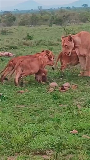 Lion Cubs Have Adorable Reunion with Mom and Dad - Part 1 Sheldon Agenbag | Cute Tings