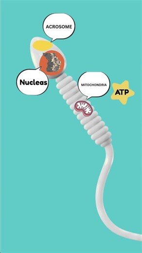 Structure of a Sperm Cell | Head, Midpiece & Tail Explained #biology #biologyclass12 #reproduction