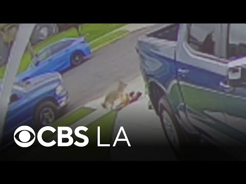 Coyote connected to two Los Angeles County attacks euthanized by wildlife officials