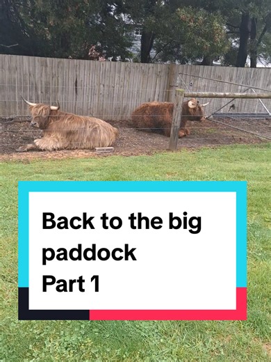 Rocco and Woody Highland Cow: Back to the Big Paddock (Part 1)
