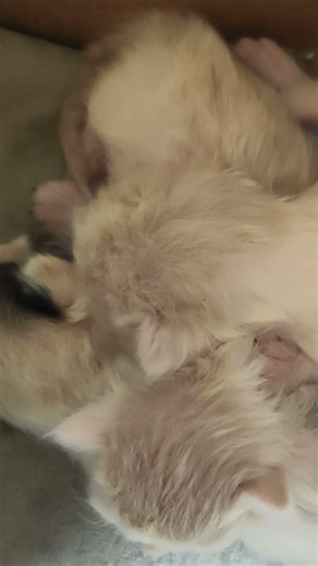 Little kittens are sleeping and their mother cat is guarding their sleep 2