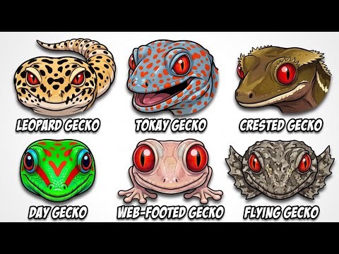 Every TYPE Of GECKOS Explained 