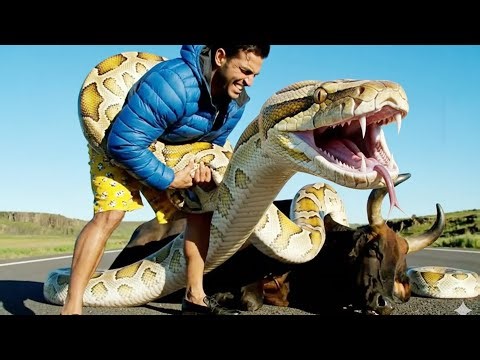 Brave Heroes Save Hyperactive Mother Cow from Giant Pythons Terrifying Attack