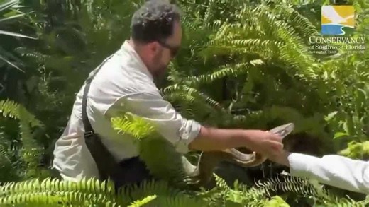 Python Problem: Experts say the large snakes are moving north into Brevard County