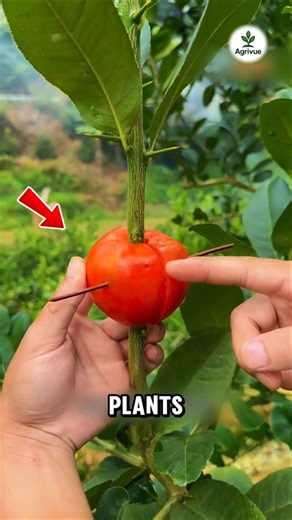 Japan’s Clever Trick to Grow Lemon Trees Faster.