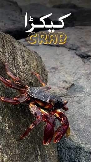 Kekray (Crab) Aur Batair (Quail) Ka Soup Peena Kaisa? #crab #Quail #soap #winter #shortsvideo