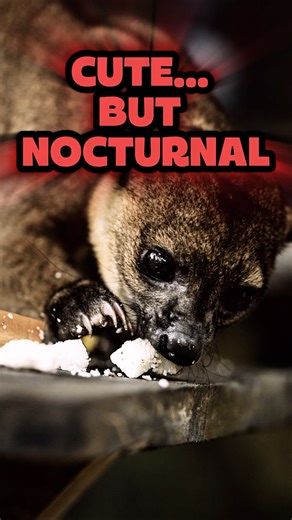 This Cute Animal Only Comes Out at Night | Kinkajou