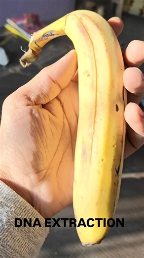 DNA EXTRACTION #education #biology #experiment #dna #neuroleafinstitute #practical