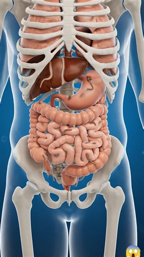 Human Digestive System in 3D | Inside Stomach Animation