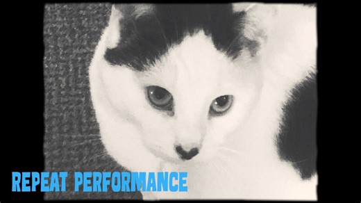 Repeat Performance (Video Art with Cat, Guitar & Loops)